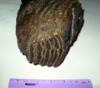 Mammoth Tooth